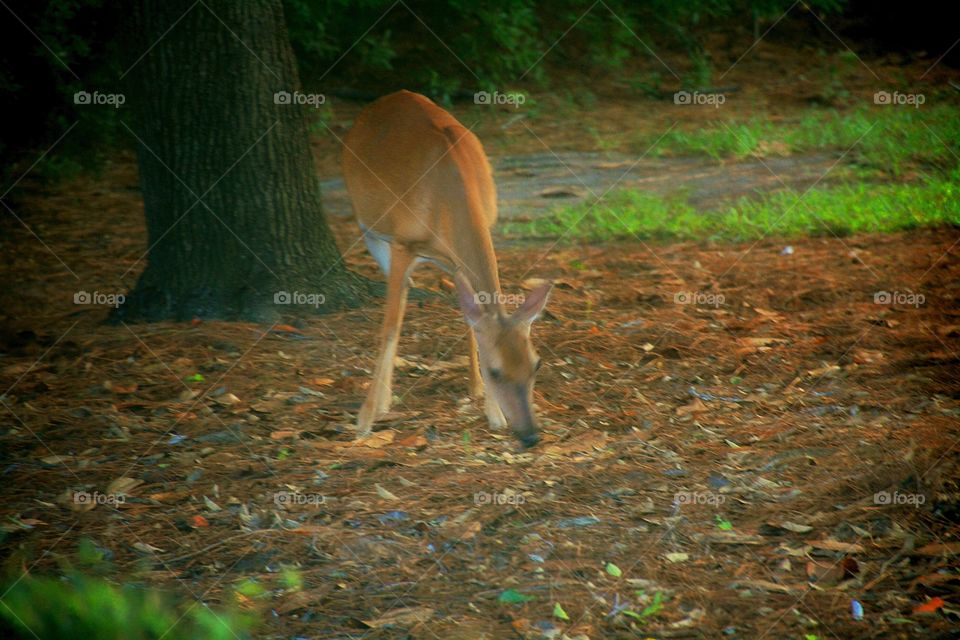 South Carolina 