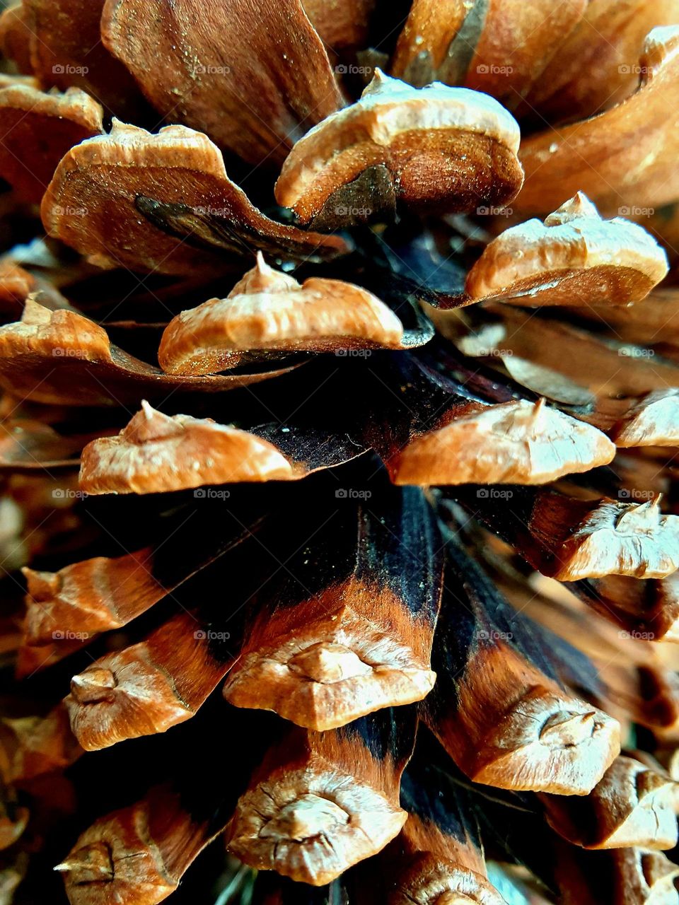 pinecone