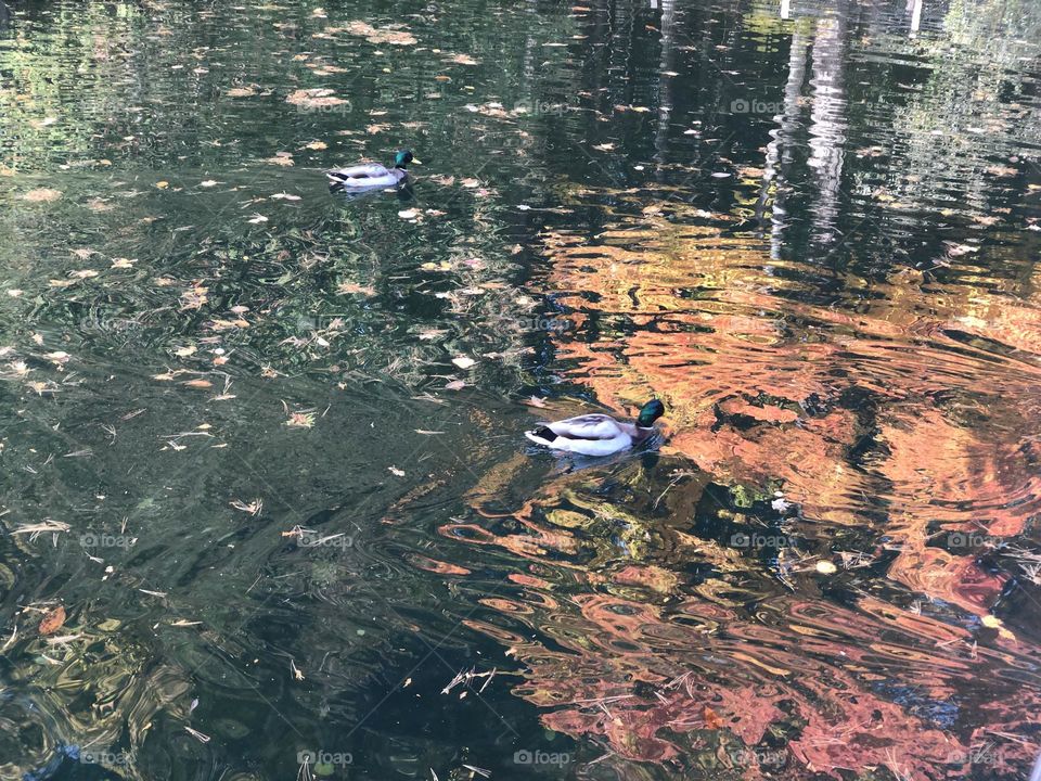 Ducks Swimming with pretty reflection of orange leaves from trees 