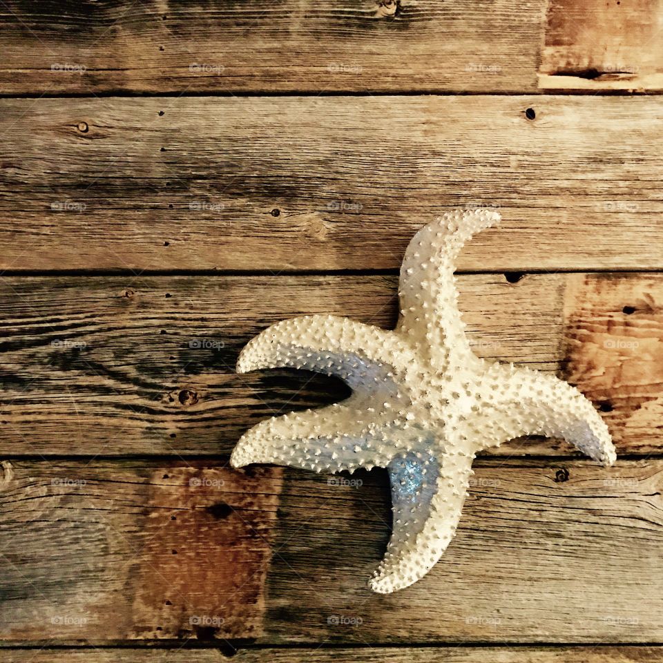 Starfish on Wood