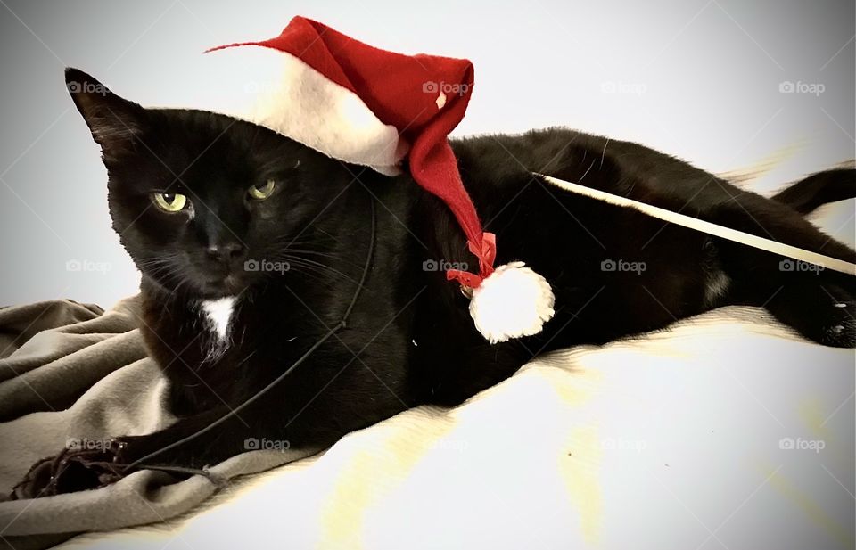 Christmass cat