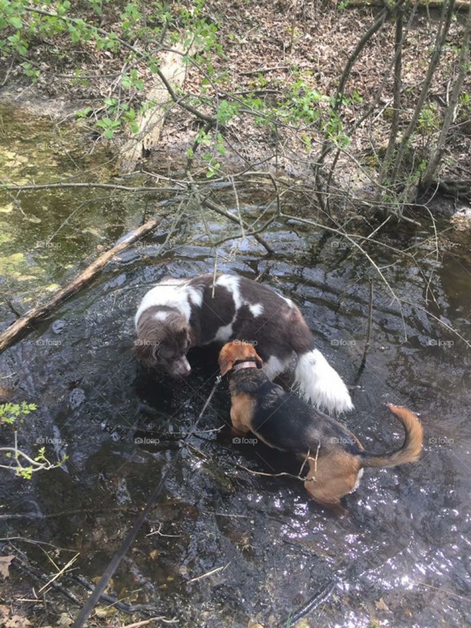 Dogs Playing In Water