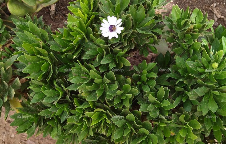 Garden and white flower