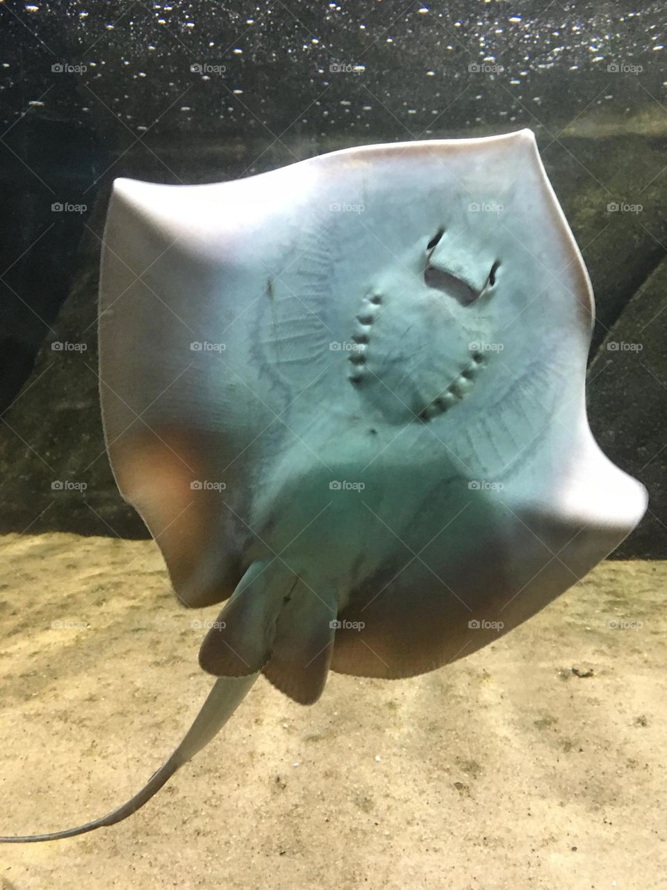 🇺🇸 A manta ray swimming peacefully in the aquarium. What a fascinating species that nature presents us with! / 🇧🇷 Uma arraia nadando tranquilamente no aquário. Que espécie fascinante que a natureza nos presenteia!