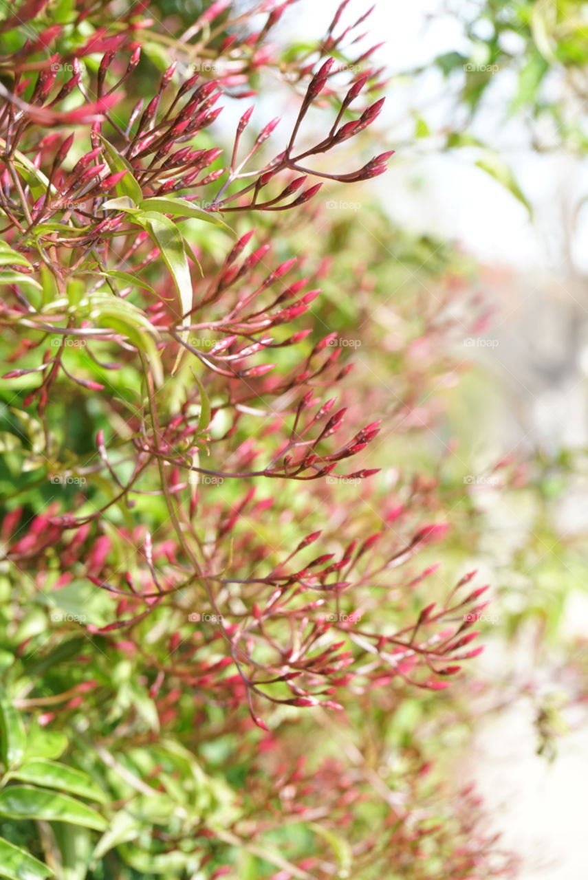 Spring Flowers