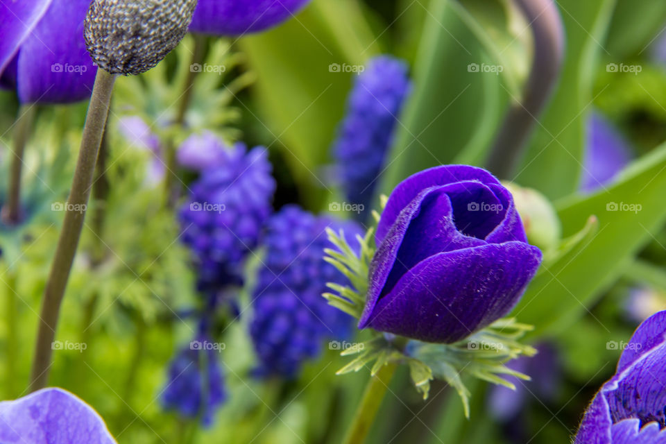 Purple anenomes 