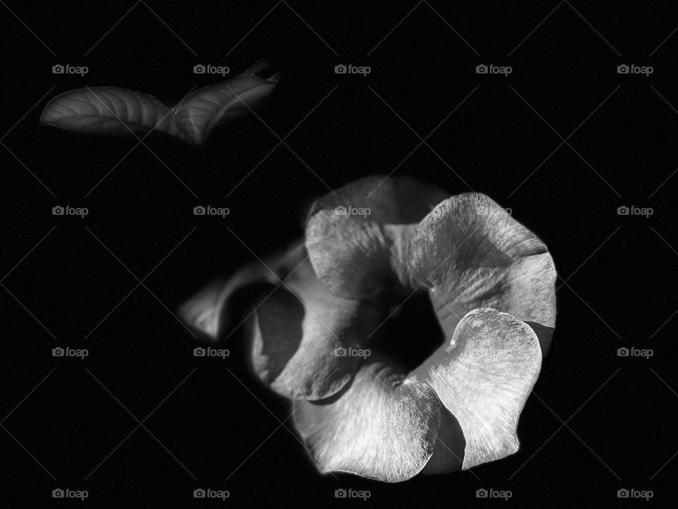 Light effects  - Allamanda flower - shapes 