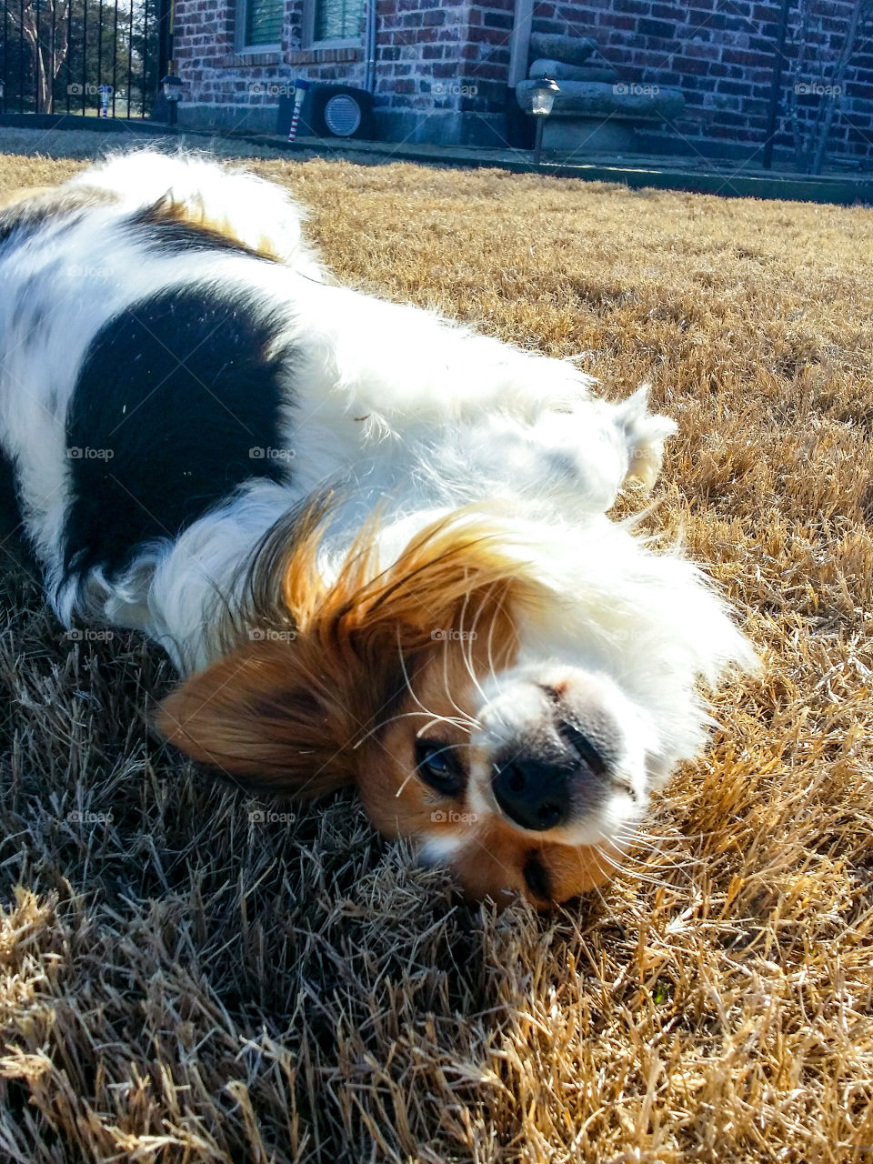 Dog smiling while rolling in grass outdoors