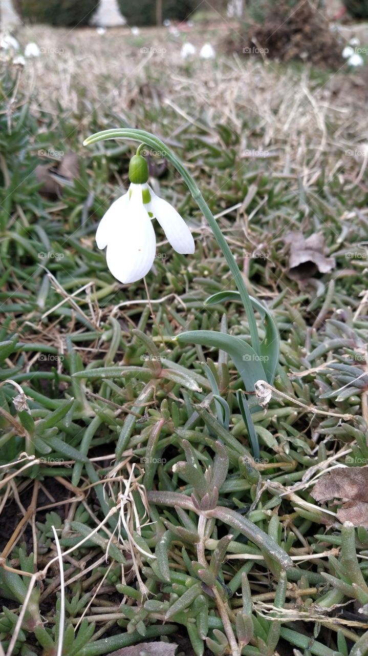 Snowdrop
