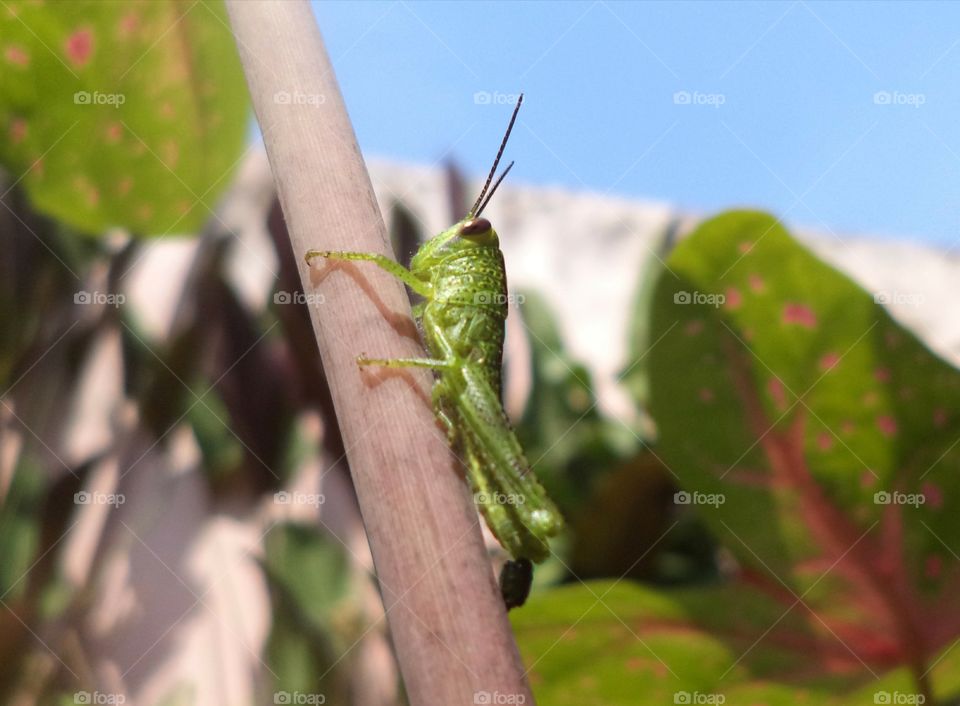 Grasshopper