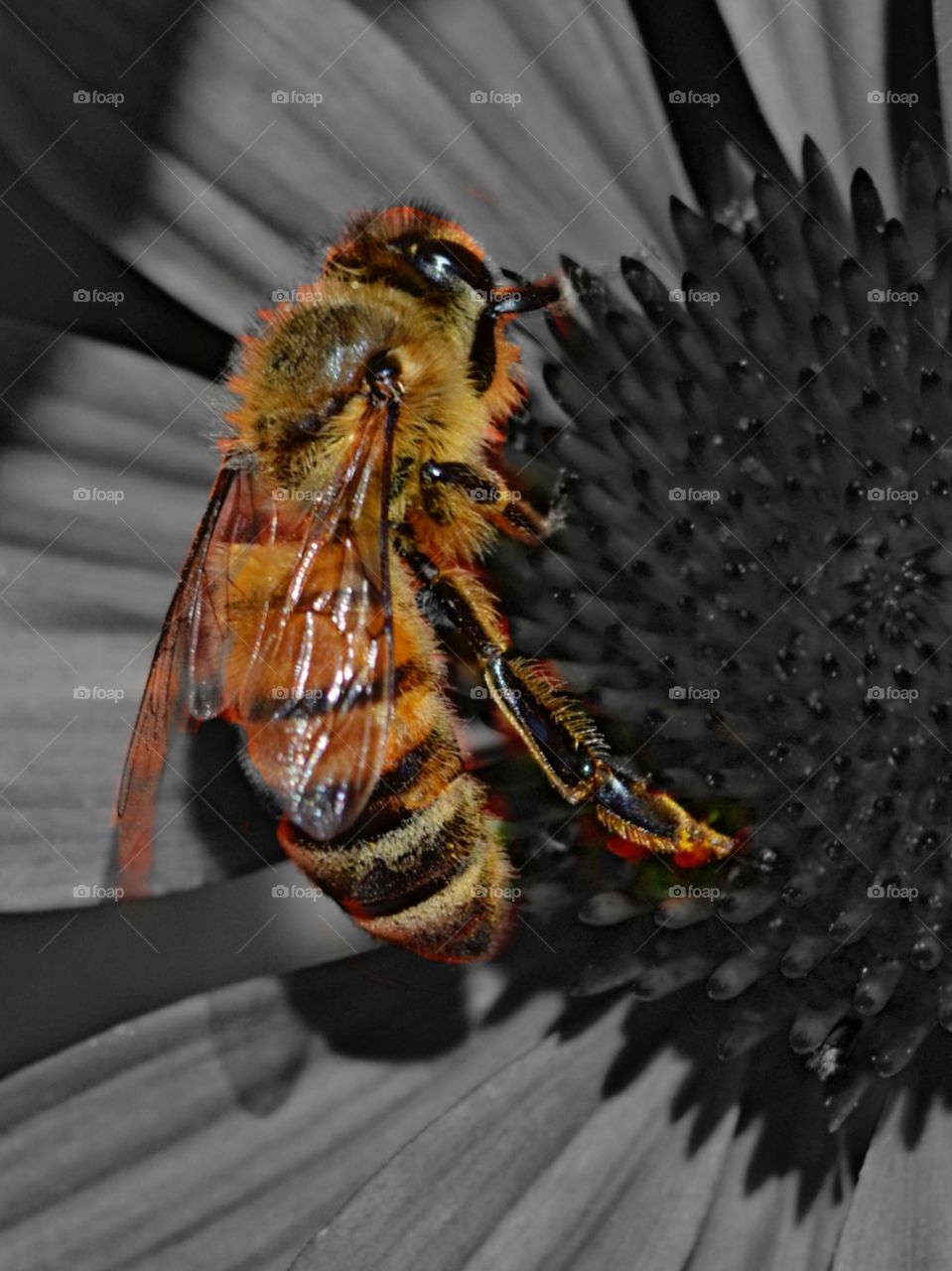 Honeybee on coneflower