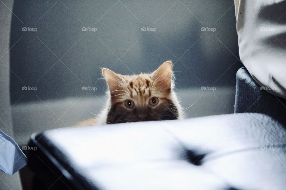 Kitten lurking behind ottoman indoors with stripes on face 