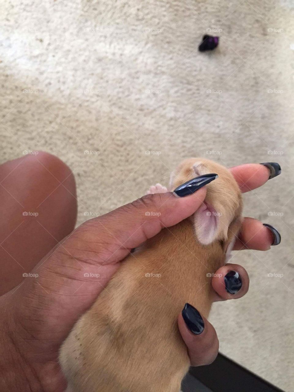 Sleep soundly baby bunny. 