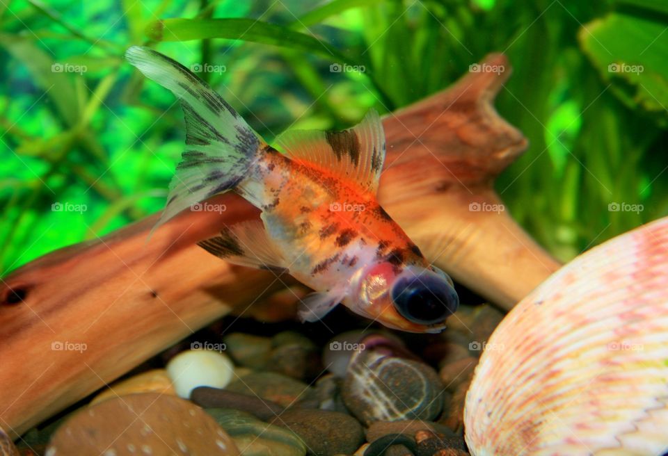 Cute goldfish 