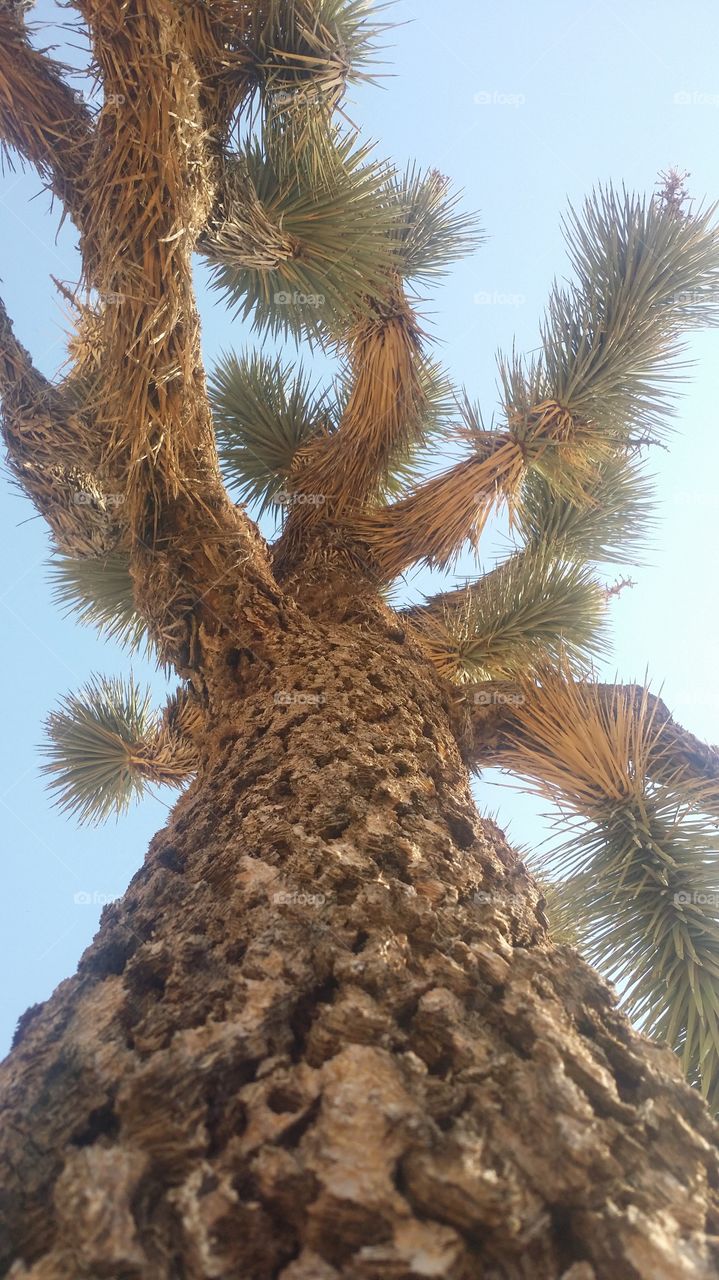Joshua Tree