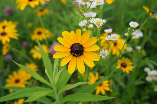 Lovely yellow
