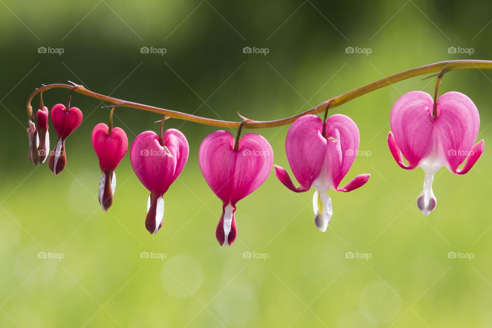 Symmetry , bleeding heart flowers 