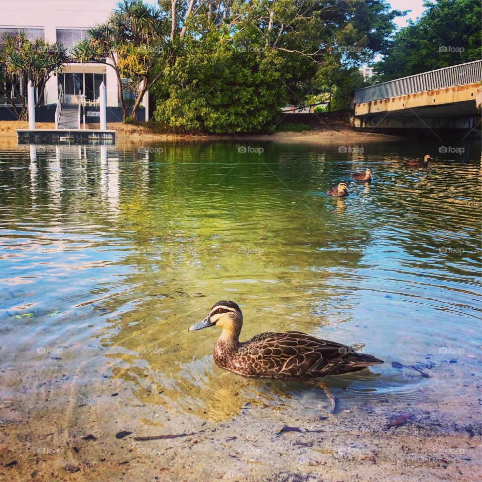 Mother duck on the green water 