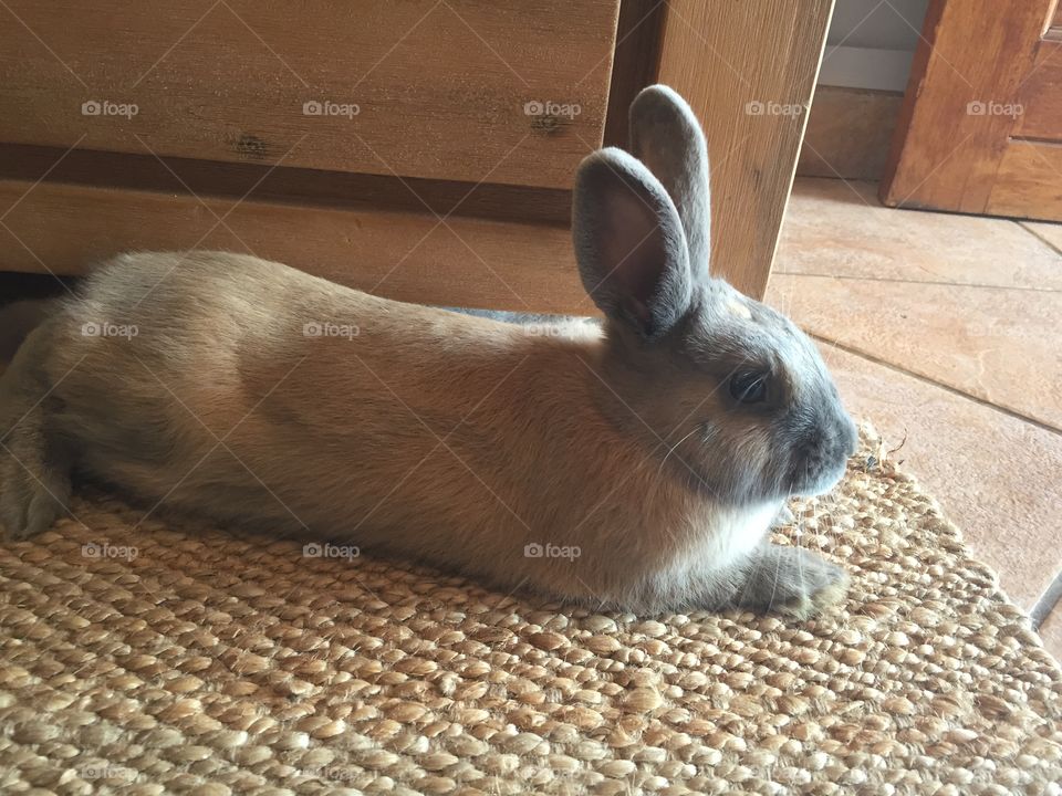 Rabbit indoors