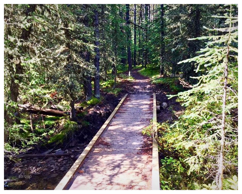 A bridge to the hiking trail