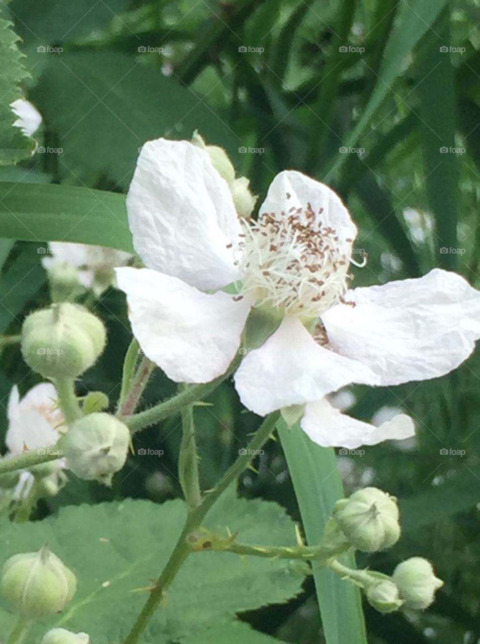 Blackberry blossom white