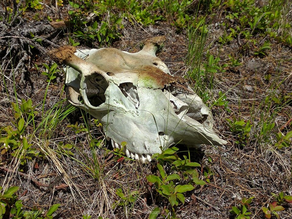 Moose skull