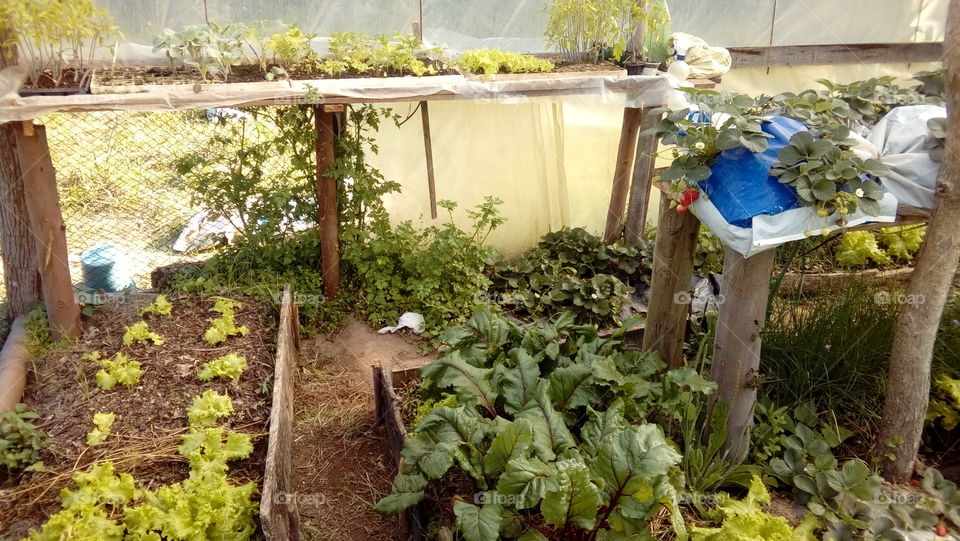 beet,  lettuce,  greenhouse,  strawberry
