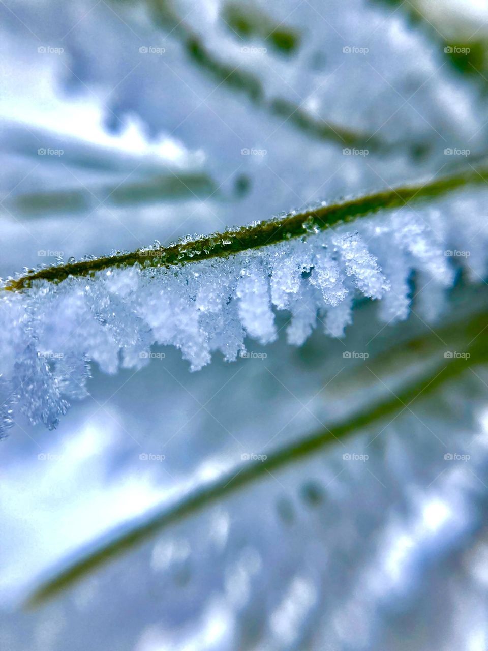 spruce branch in the winter 