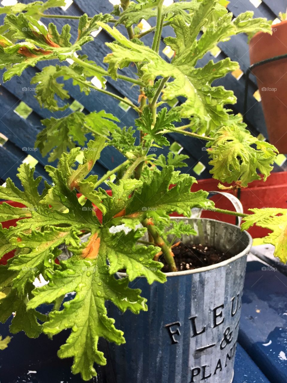 Citronella plant