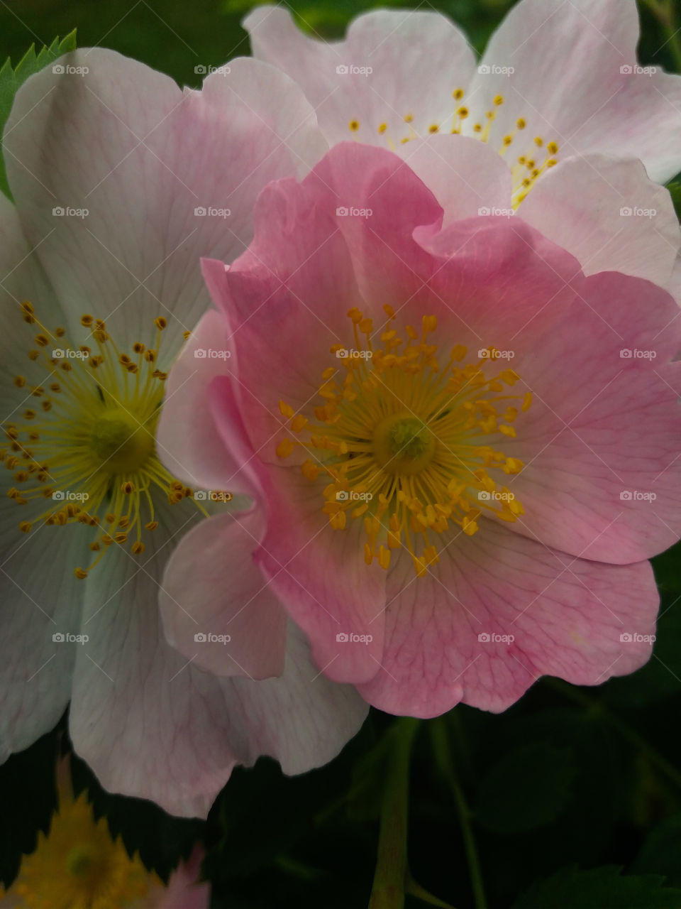 wild roses