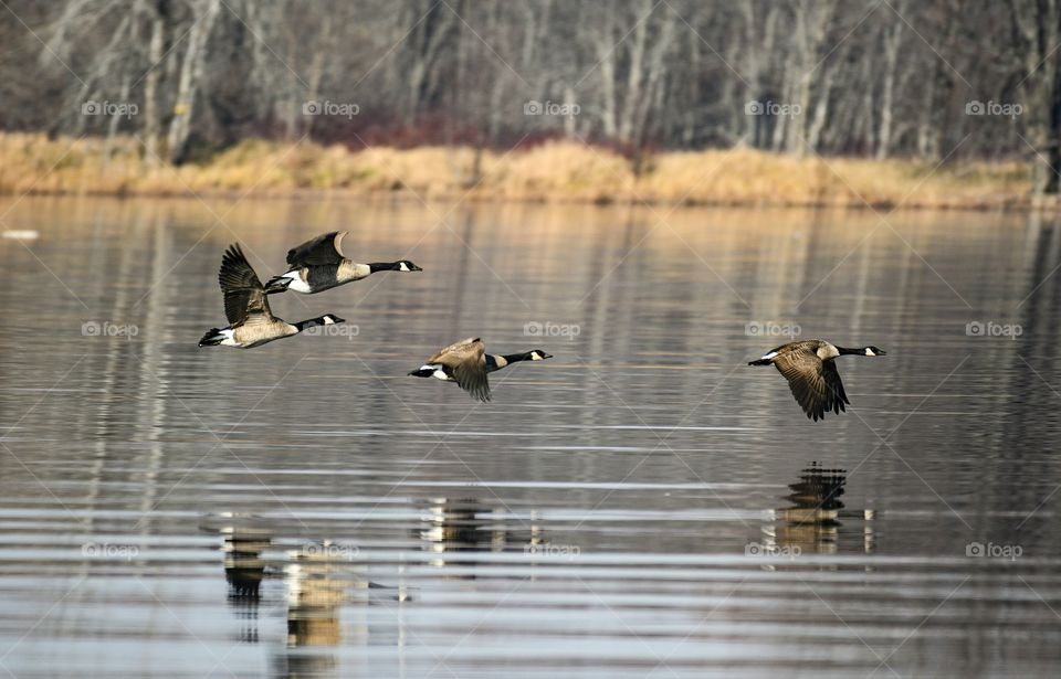 Canada geese flying just above the water
