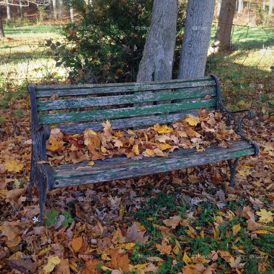 Leaves on Bench