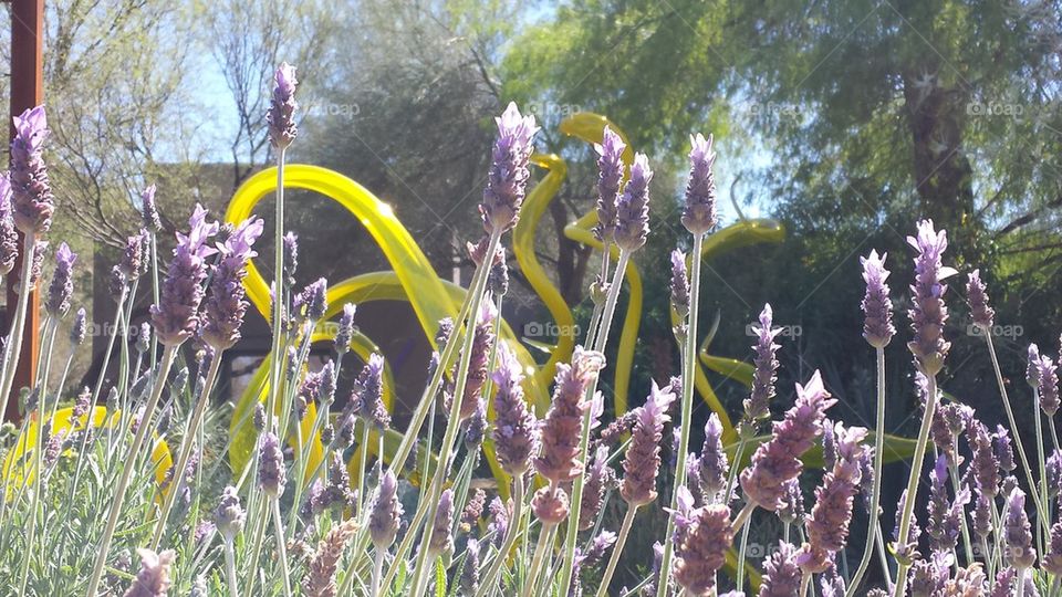 Sculpture In the Lavender