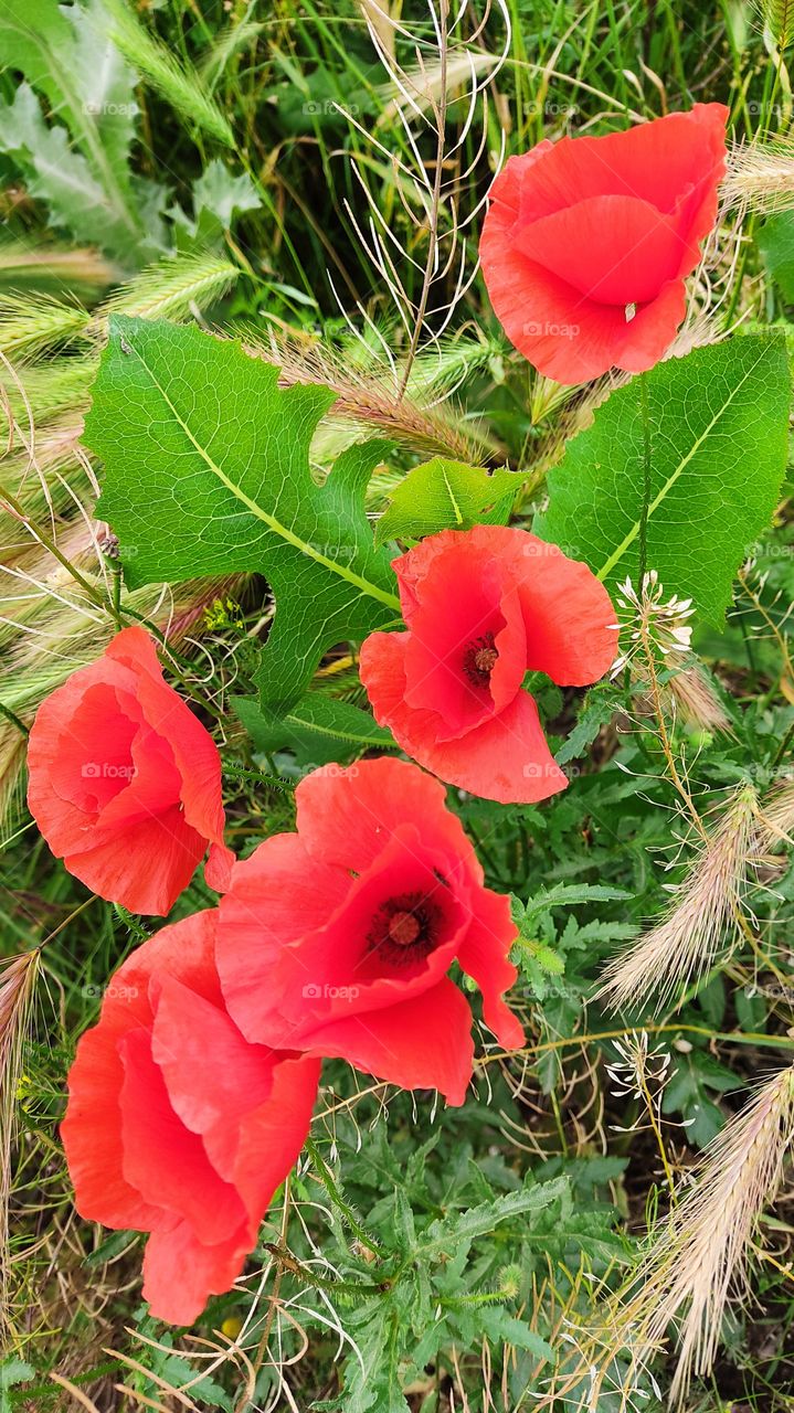 red poppies