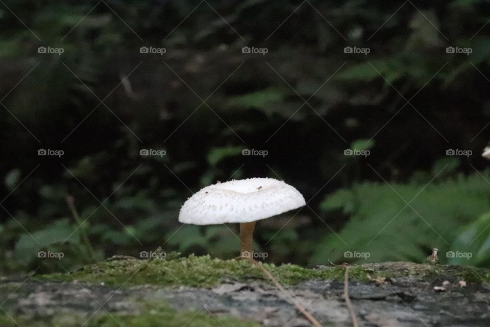 forest mushroom