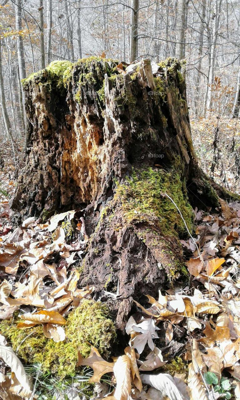 Tree Stump