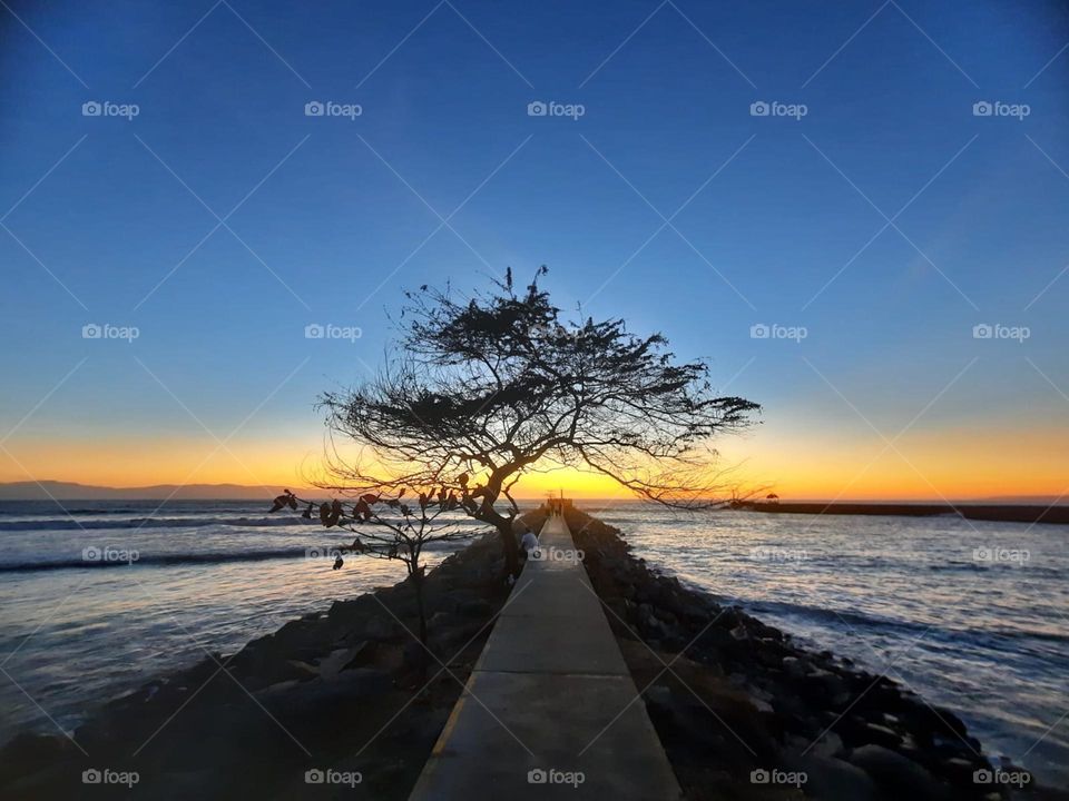 sunset tree
