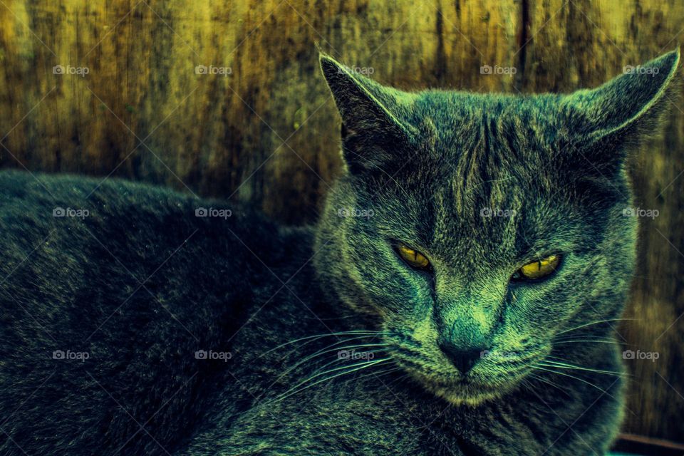 angry cat glaring at the camera