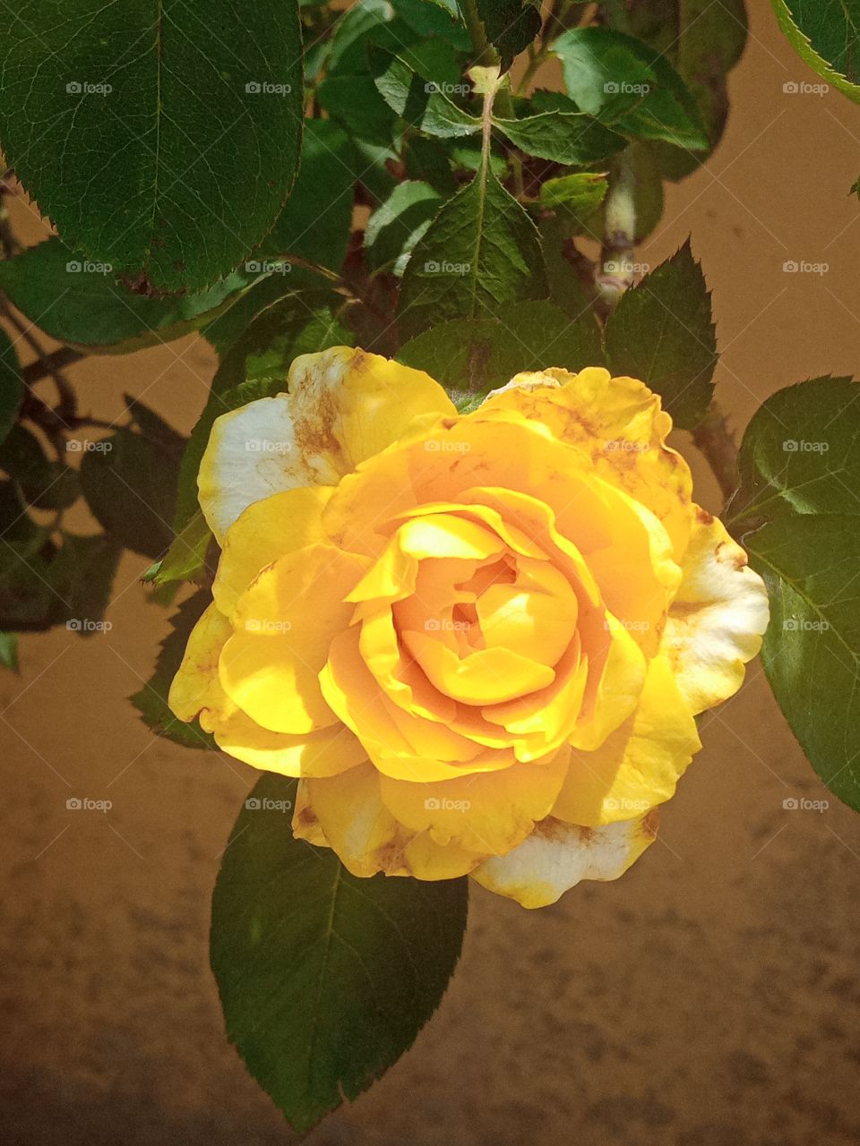 beautiful yellow rose 🌺🌻🌹🌷Flower