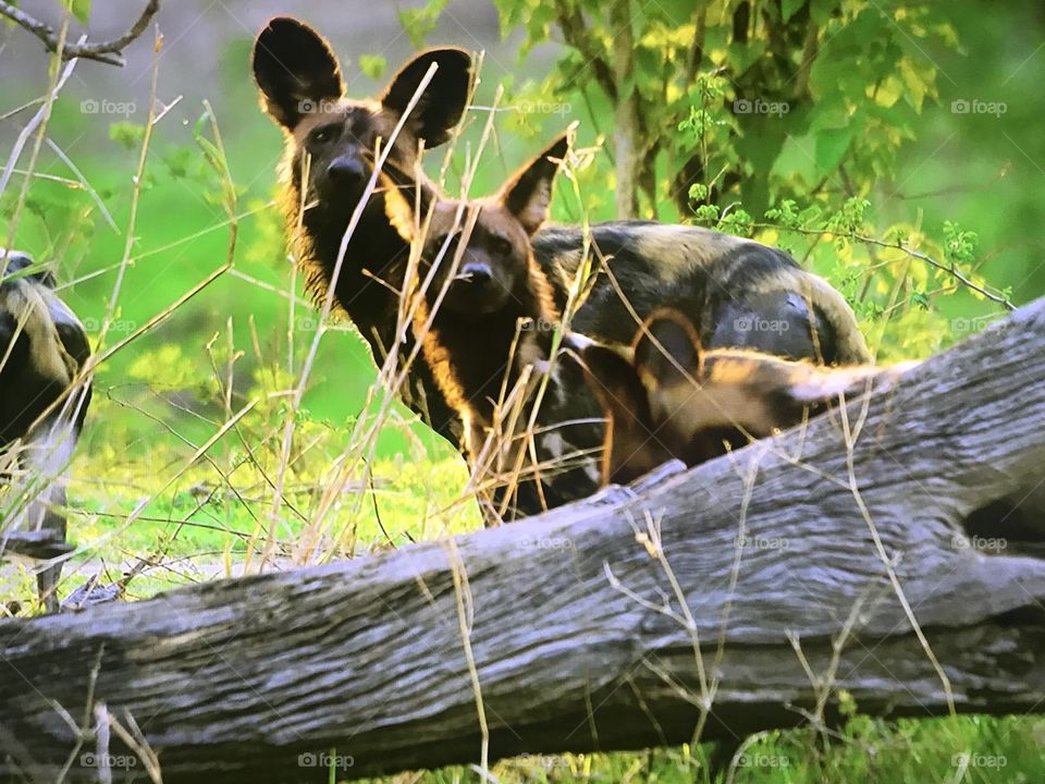 Wild dogs waiting to hunt 