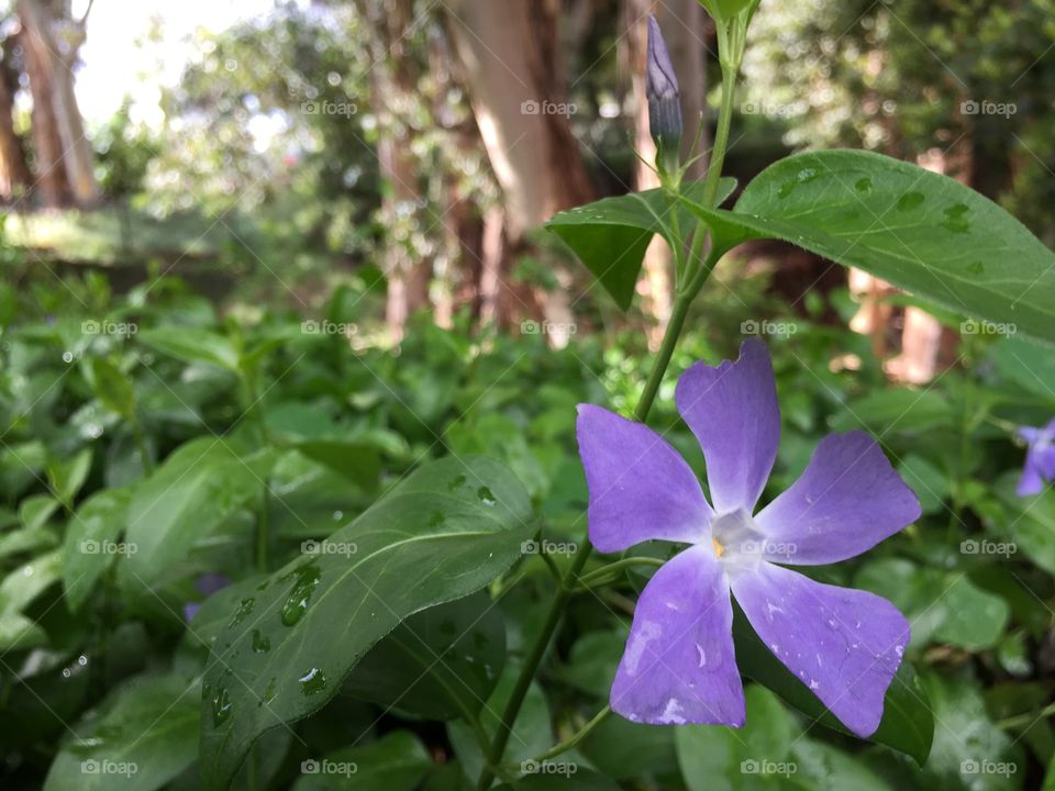 Purple flower after a spring rain