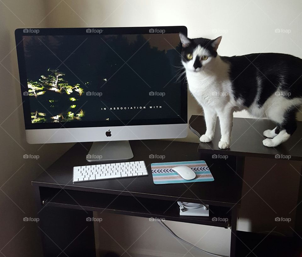 Mac desktop and cat