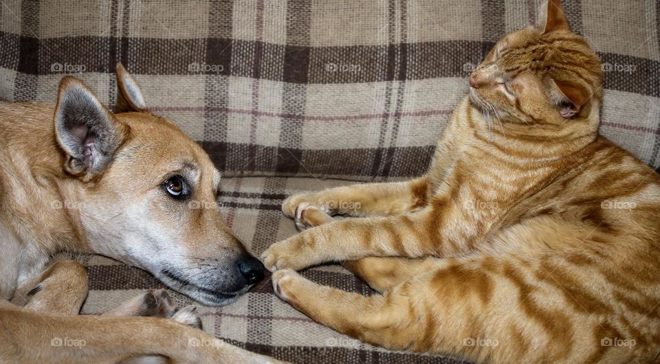 Dog and cat laying on the sofa together