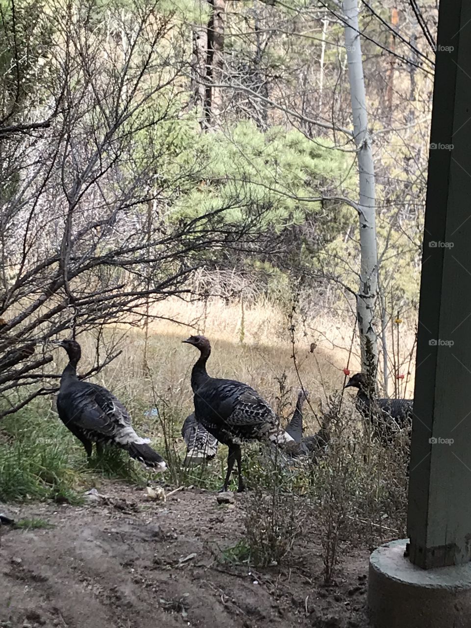 Wild turkeys visiting my yard