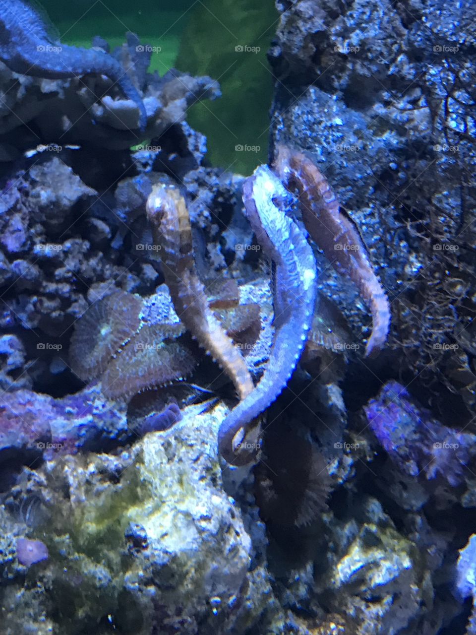 Lined Sea Horses with tails entwined.