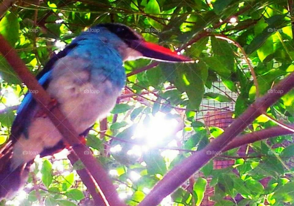 Bird in Sun Rays