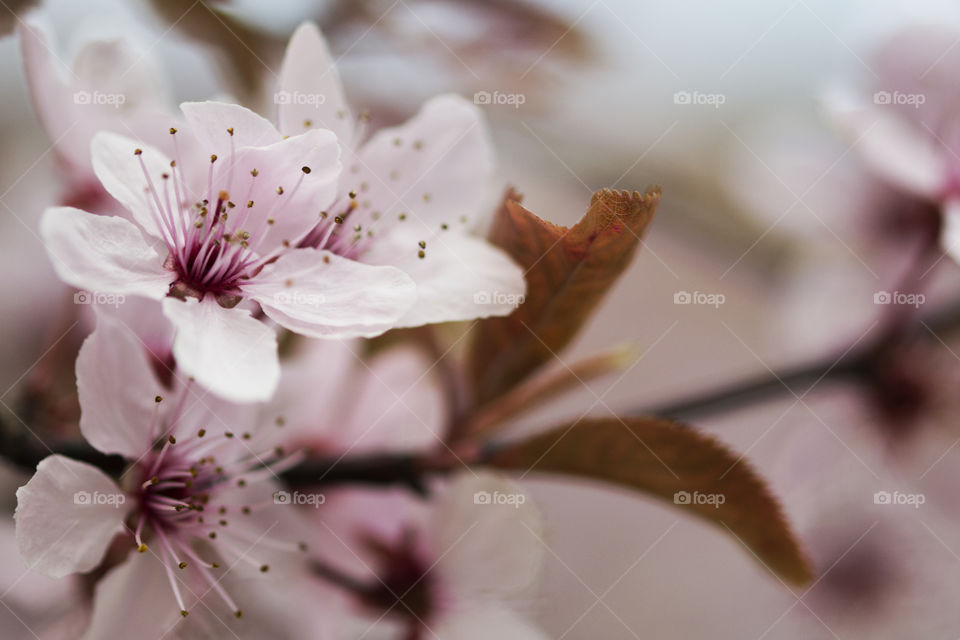 Blossomed spring branch with beautiful pink flowers