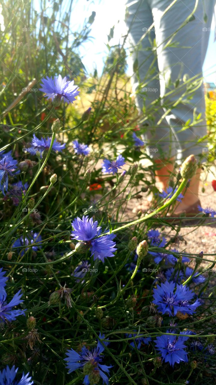 Cornflower feet