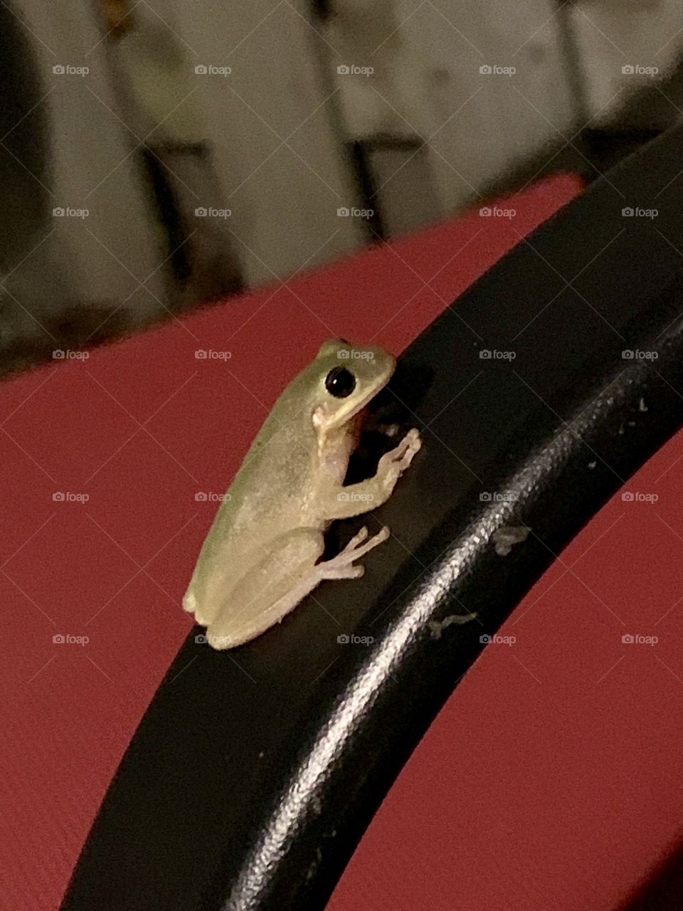 Tiny green frog chilling on the patio at night. 