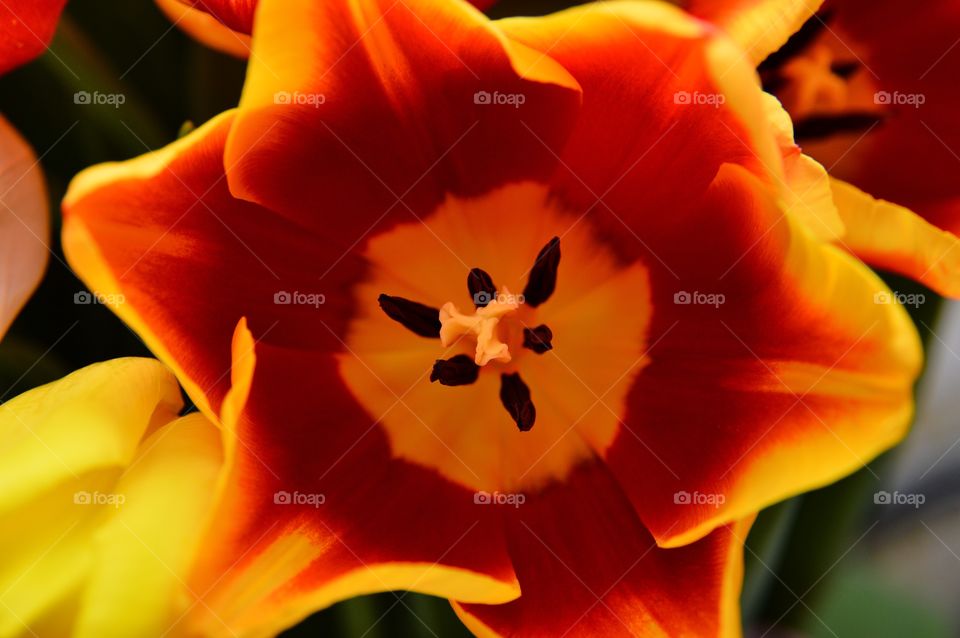 Macro tulips . Macro tulips and red color 